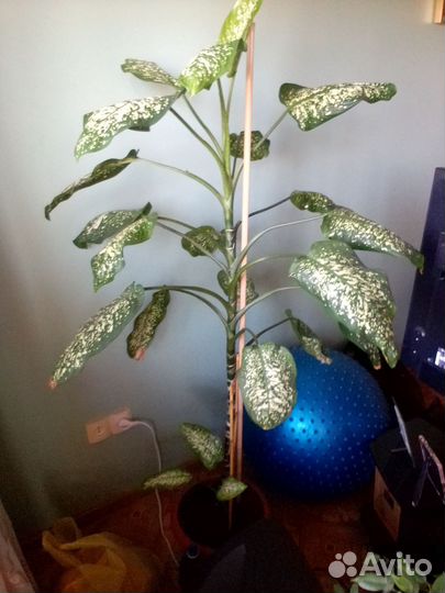 Фикус бенджамина и диффинбахия