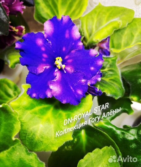 Сортовые фиалки