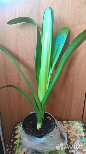 Кливия киноварная