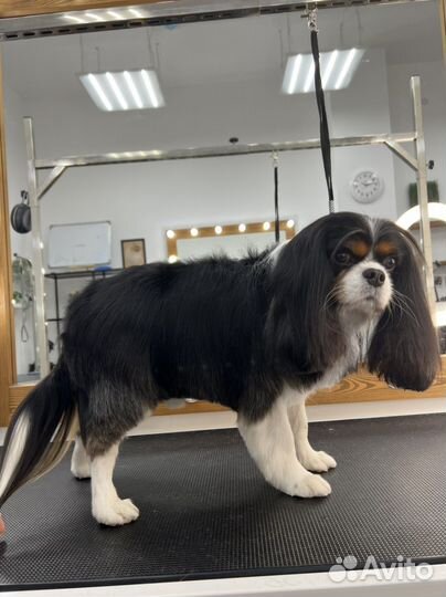 Груминг. Стрижка собак, уход за кошками