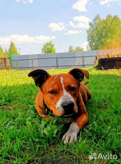 Стаффордширский терьер