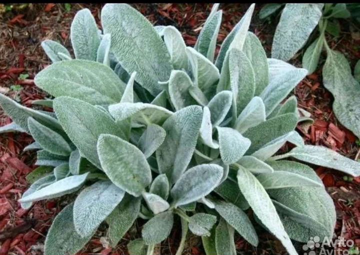 Многолетние цветы для сада