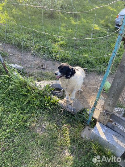 Отдается собачка в добрые руки