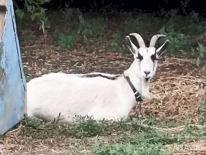 Козы дойные