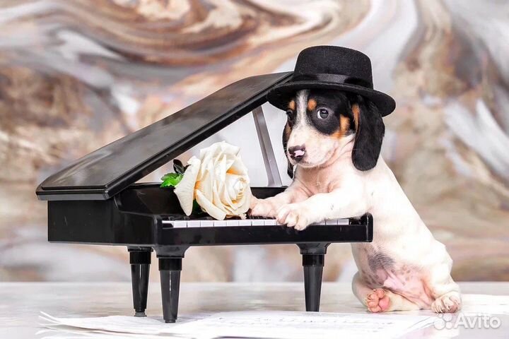 Миниатюрная такса окрас пайболд