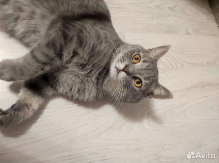 Майн-кун с Британцем