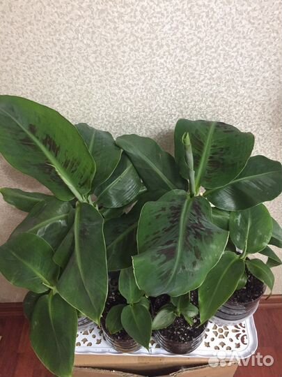 Комнатный банан Муса Тропикана, растения