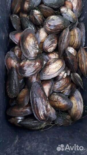Мидии речные