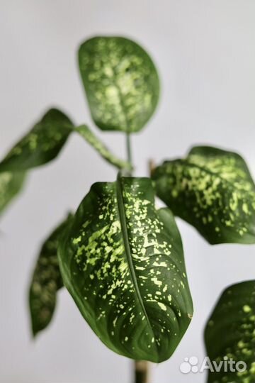 Диффенбахия