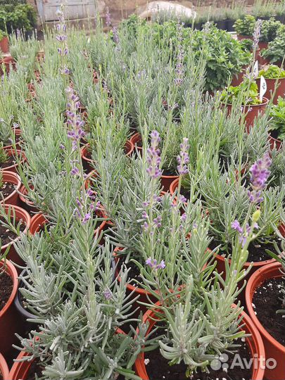 Лаванда в горшке