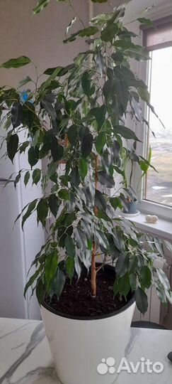 Фикус Бенджамина