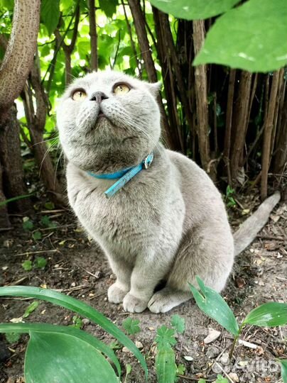 Котик -Бегемотик