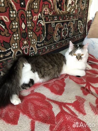 Кошка бесплатно