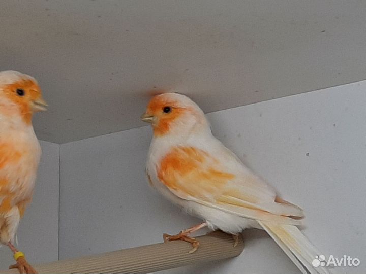 Кенара и канарейки