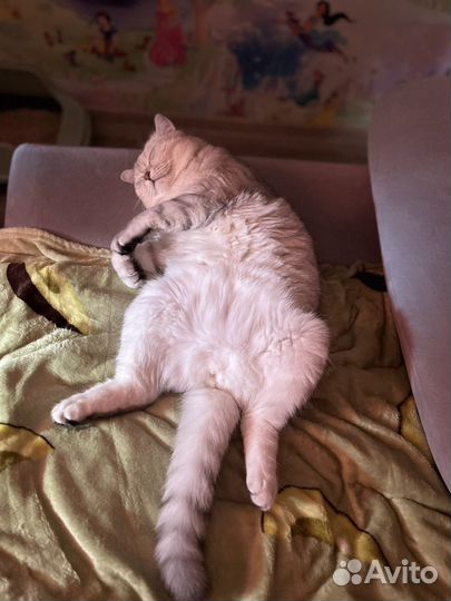 Кот шотландец