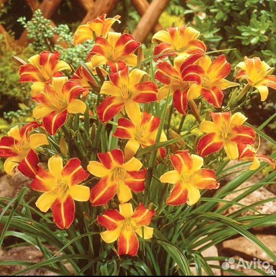 Пионы зкс, лилейник