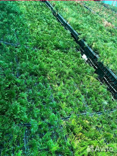 Саженцы туи оптом