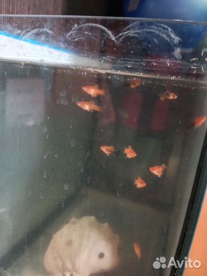 Рыбка меченосец