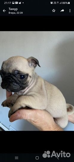 Щенки мопса