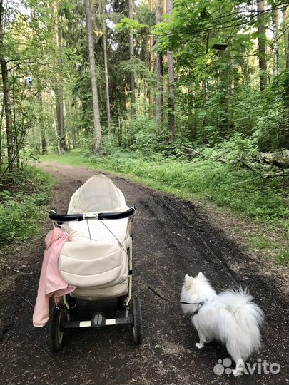 Вязка собак