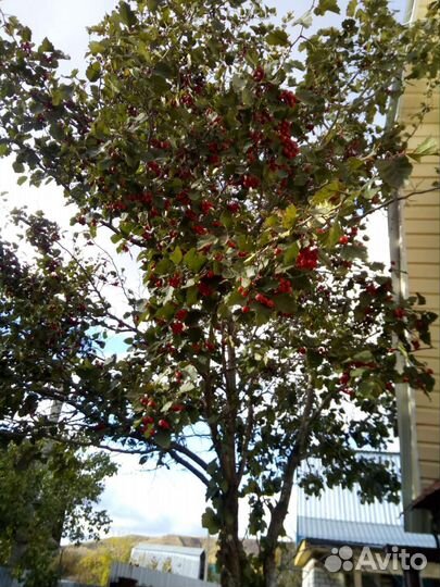 Боярышник крупноплодный