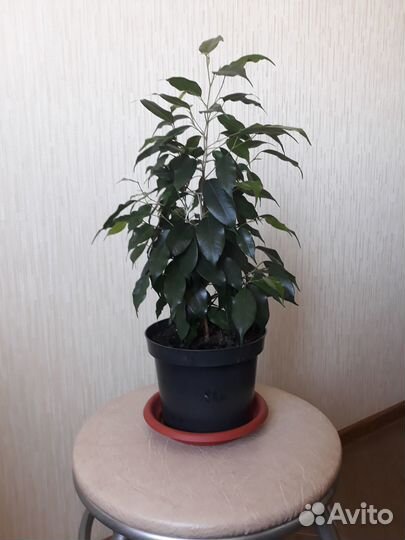 Фикус бенджамина