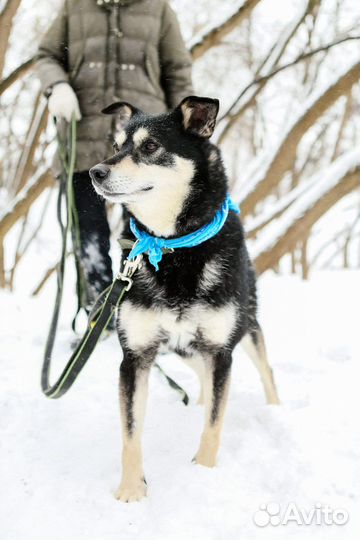 Обалденный пес нуждается в семье