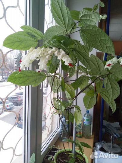 Продам комнатные цветы