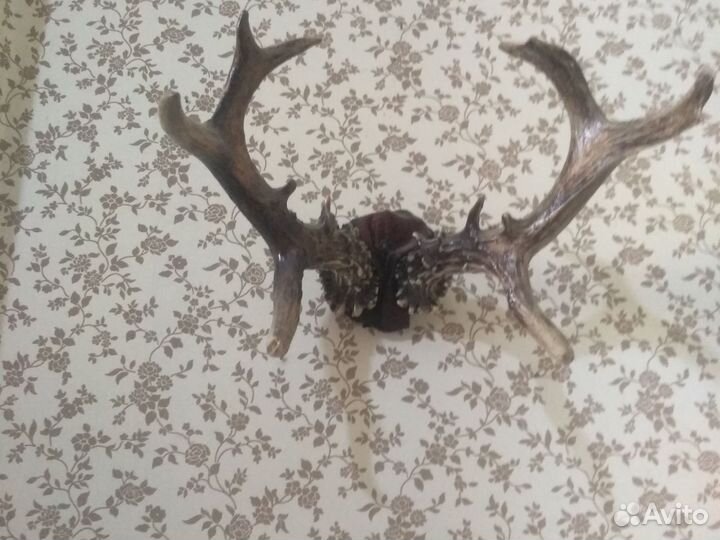 Рога косули