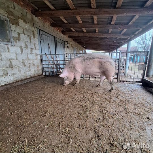 Хряк на племя