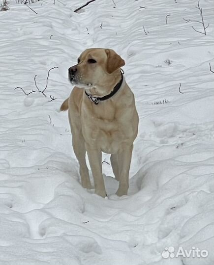 Кобель лабрадора вязка