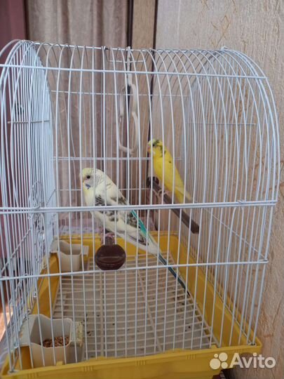 Попугайи с клеткой
