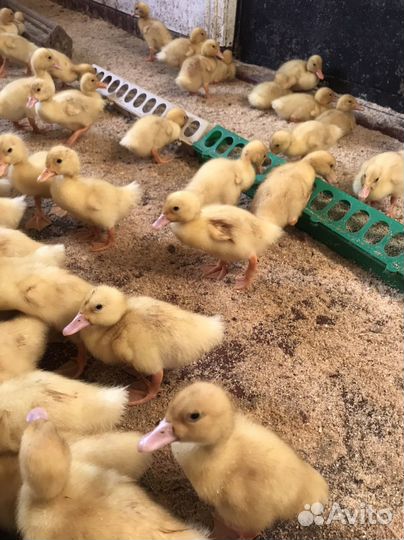 Цыплята бройлеры кобб 500,несушки, утятаSK -6