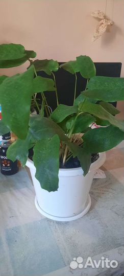 Калатея Мозаика