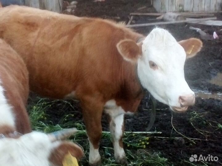 Нетель герефорд