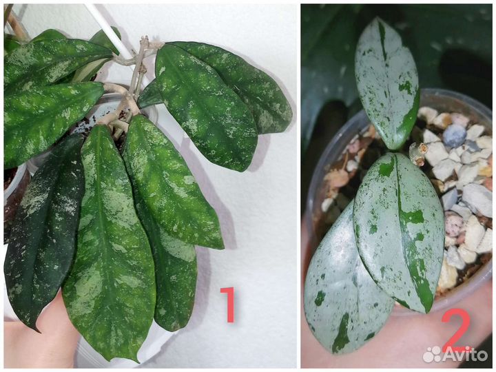 Хойи. Ароидные(монстеры, филы)