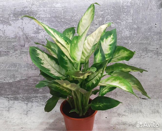 Диффенбахия Камилла