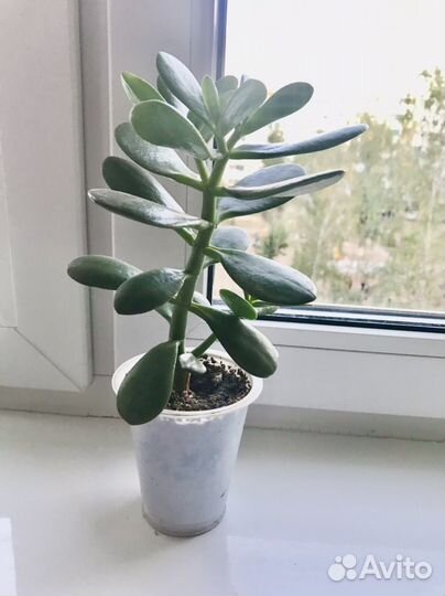 Толстянка (Денежное дерево)