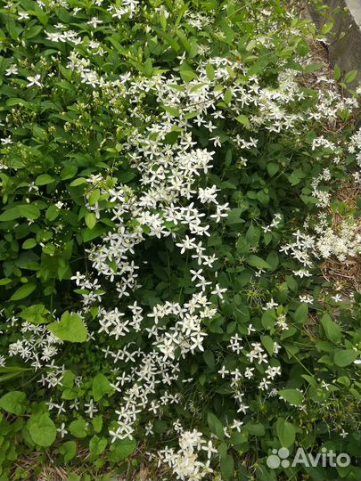 Саженцы Ива,полынь,форзиция,княжик,сирень,клематис