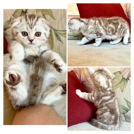 Шотландские вислоухие котята шиншилла