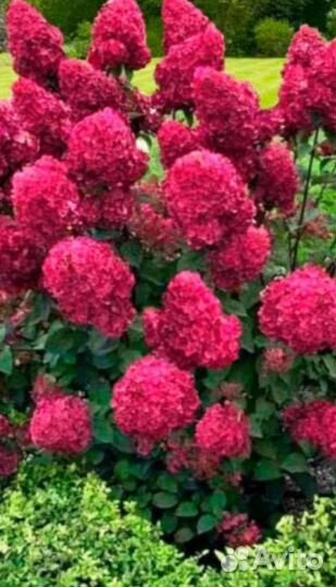 Гортензия метельчатая самарская лидия