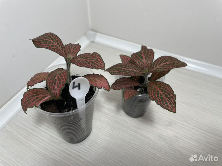 Фиттонии комнатные цветы