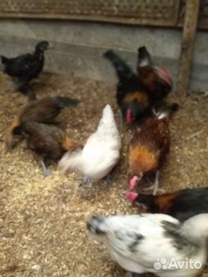 Петушки молодые