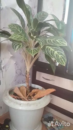 Аглаонема Мария