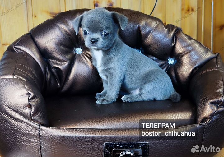 Чихуахуа девочка голубого окраса