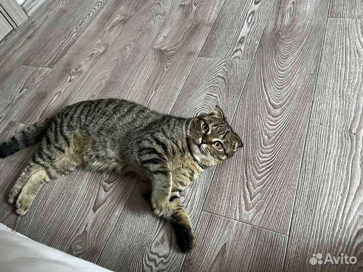 Шотландский вислоухий кот