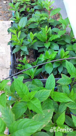 Гортензия метельчатая Sammer love