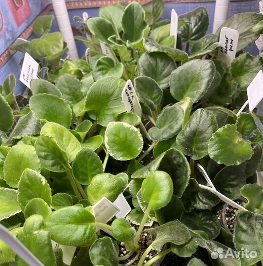 Сортовые фиалки