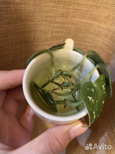 Сциндапсус эпипремнум сингониум