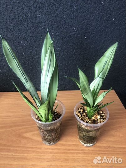 Сансевиерия муншайн бразилиан кристатная